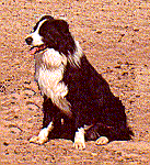 Justin.gif (15414 bytes)