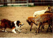 easyhit.JPG (89083 bytes)